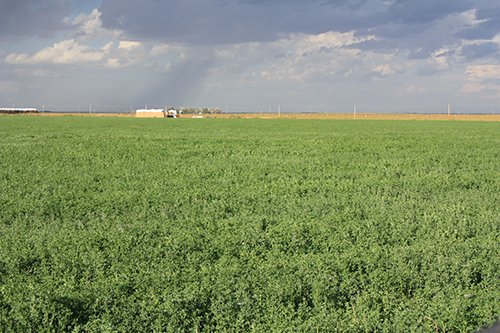 Property photo 10 - LAND AUCTION, 3255+/- Acres offered in 13 Tracts